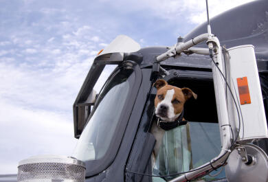 Truck Drivers' Best Friend- Traveling With Your Pet